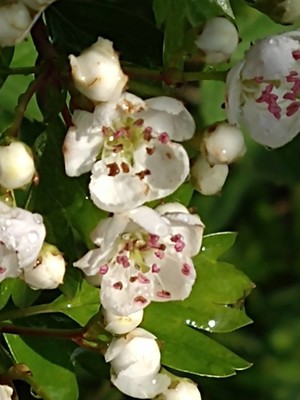 photo of Midland Hawthorn