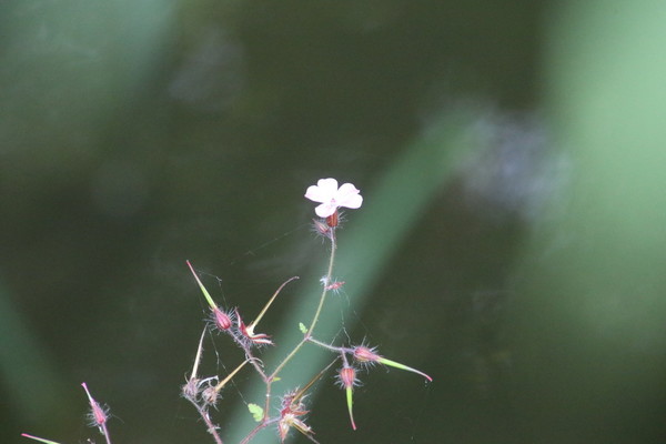 photo of Herb Robert