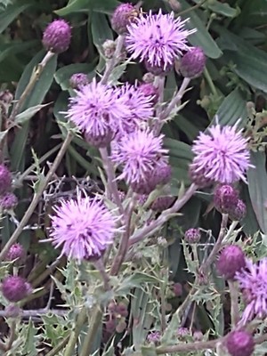 photo of Creeping Thistle