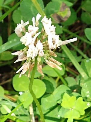 photo of White Clover