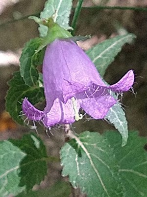 photo of Nettle Leaved Bellflower