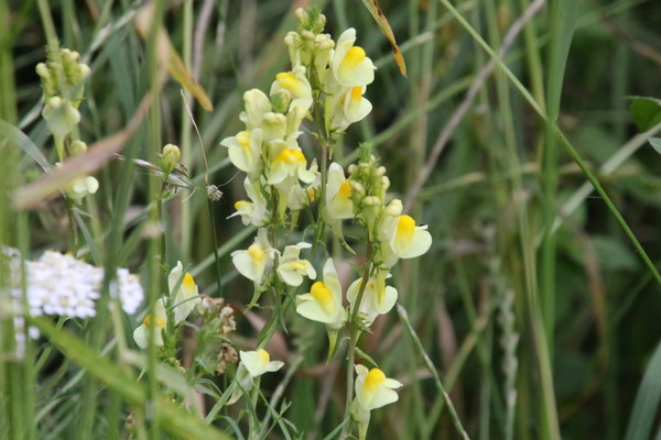 photo of Common Toadflax