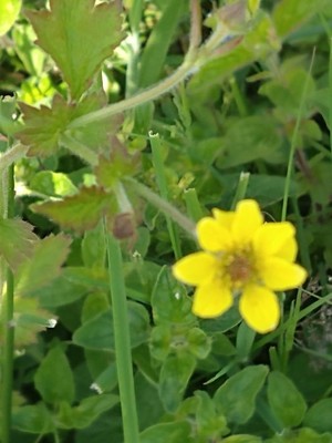photo of Wood Avens