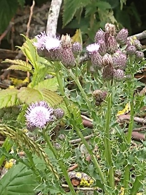 photo of Creeping Thistle