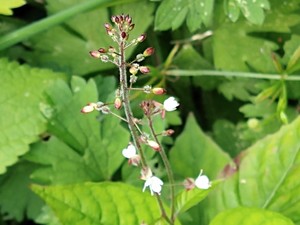 photo of Enchanter's Nightshade
