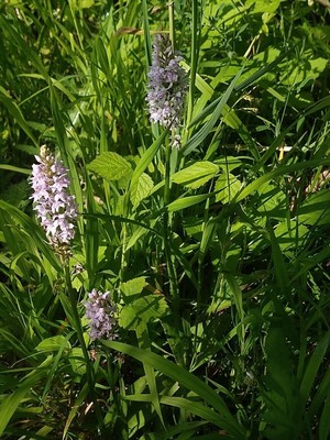 photo of Common Spotted Orchid