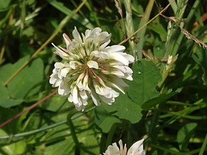 photo of White Clover