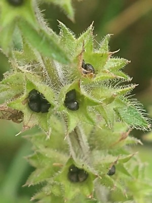 photo of Hedge Woundwort