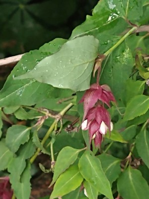photo of Himalayan Honeysuckle