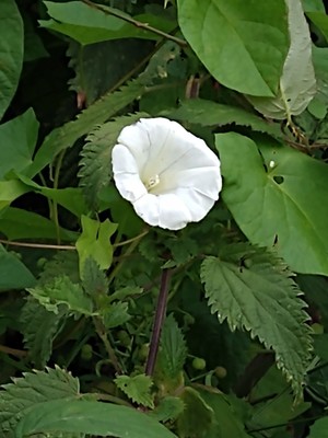 photo of Hedge Bindweed