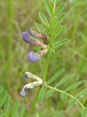 photo of Common Vetch