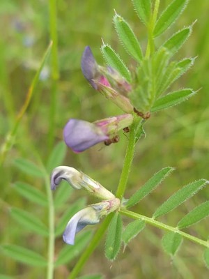 photo of Common Vetch