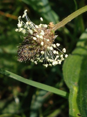 photo of Ribwort Plantain