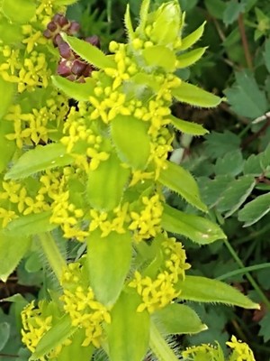 photo of Crosswort