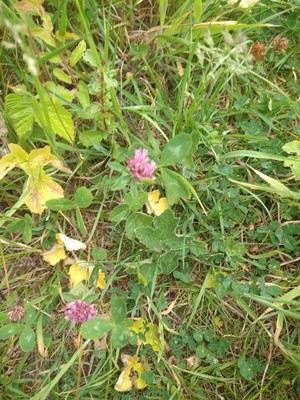 photo of Red Clover