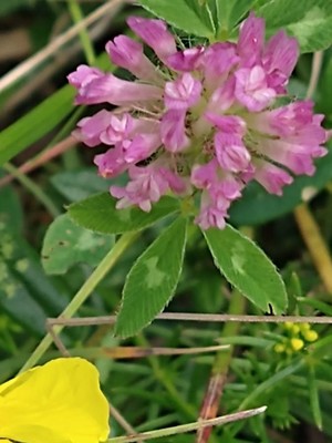photo of Red Clover