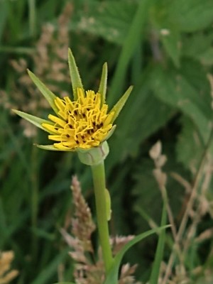 photo of Goat's Beard