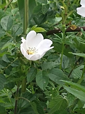 photo of Common Dog Rose