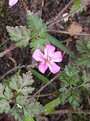 photo of Herb Robert