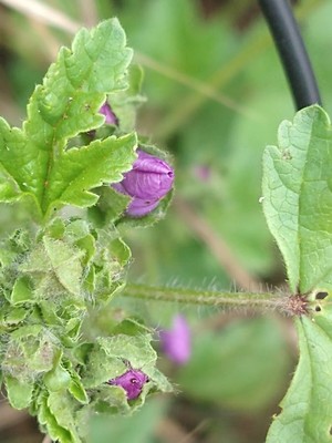 photo of Common Mallow