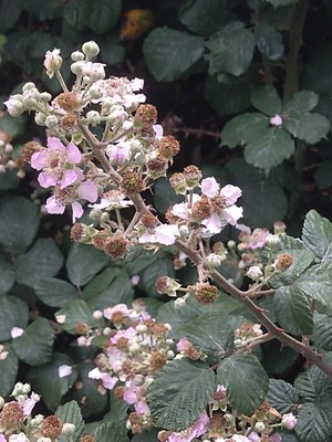 photo of Elm Leaved Bramble