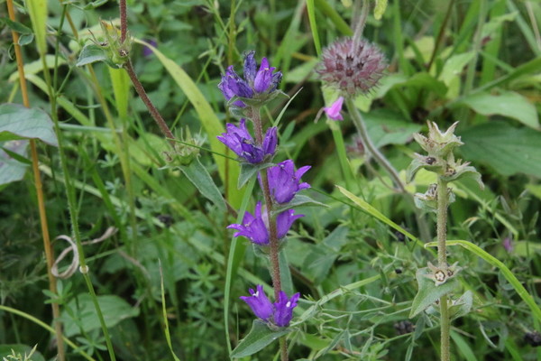 photo of Clustered Bellfower