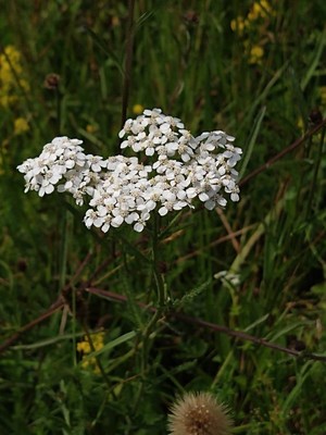photo of Yarrow