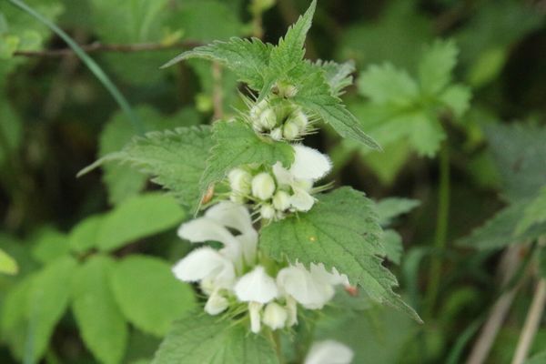 photo of White Dead Nettle