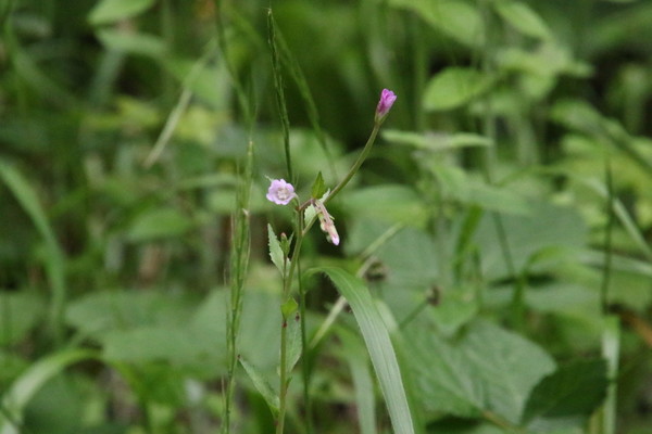 photo of Broad Leaved Willowherb