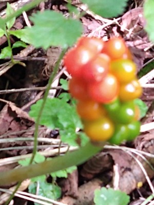 photo of Italian Arum