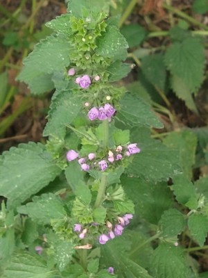 photo of Black Horehound