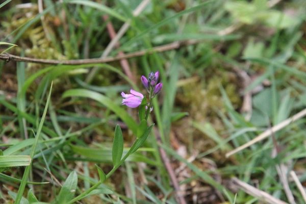 photo of Common Milkwort