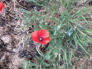 photo of Common Poppy