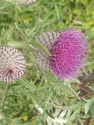 photo of Woolly Thistle