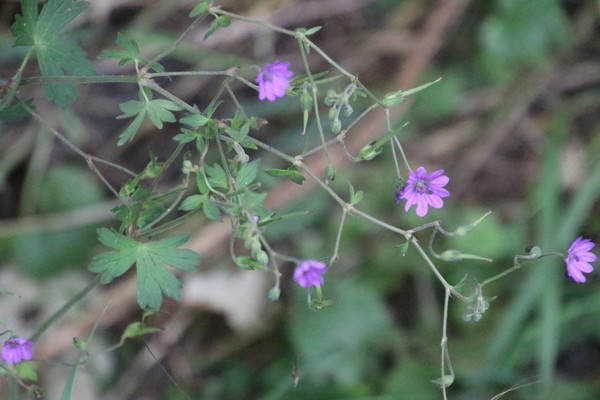 photo of Hedgerow Crane's Bill