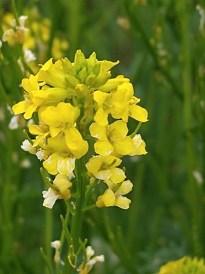 photo of Common Winter Cress