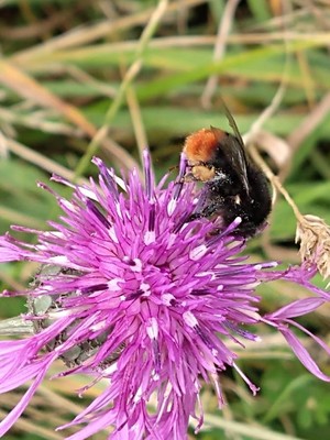photo of Greater Knapweed