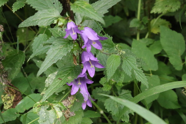 photo of Nettle Leaved Bellflower