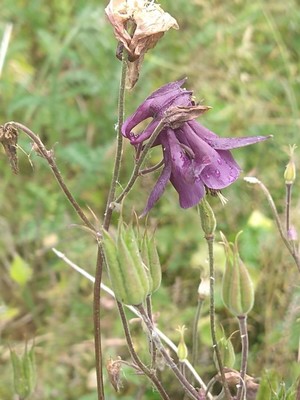 photo of Columbine