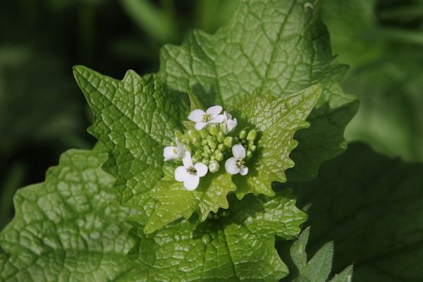 photo of Garlic Mustard