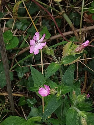 photo of Red Campion