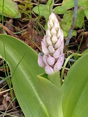 photo of Military Orchid