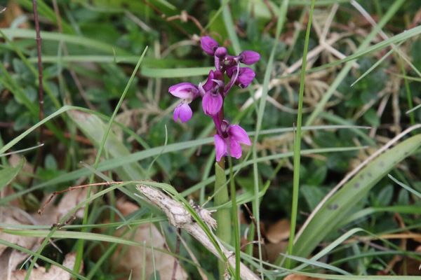 photo of Early Purple Orchid