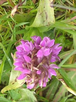 photo of Early Marsh Orchid