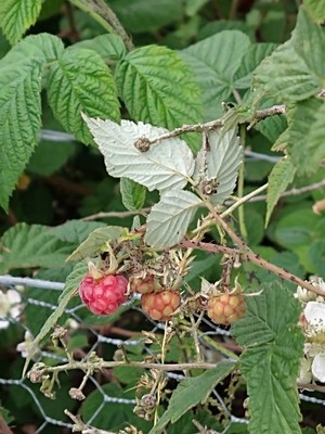 photo of Elm Leaved Bramble