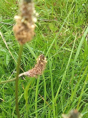photo of Ribwort Plantain