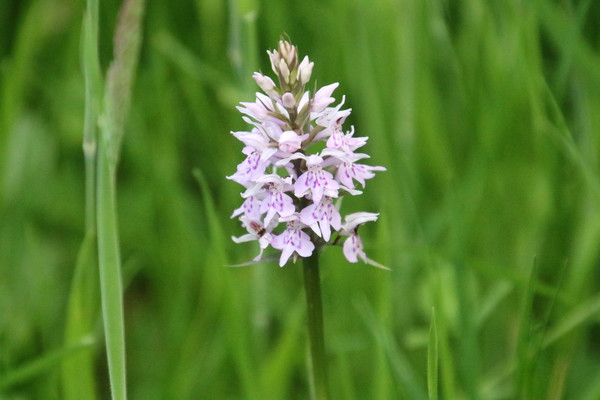 photo of Common Spotted Orchid