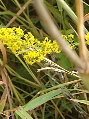 photo of Lady's Bedstraw