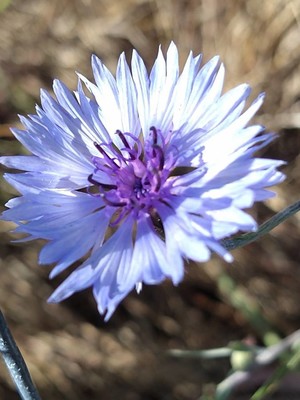 photo of Cornflower