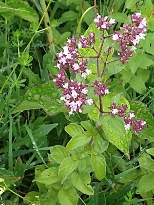 photo of Wild Marjoram